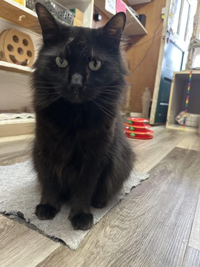 Enlarge Vadar, a Adoptable Domestic Long Hair in Cape May, NJ image 3/3