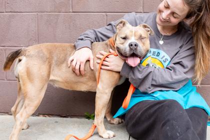 Nyzilly - IN FOSTER, Adoptable, Adult Female Mixed Breed & Mixed Breed.