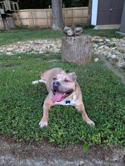 Enlarge Nyzilly - IN FOSTER, a Adoptable Mixed Breed in Chamblee, GA image 1/3