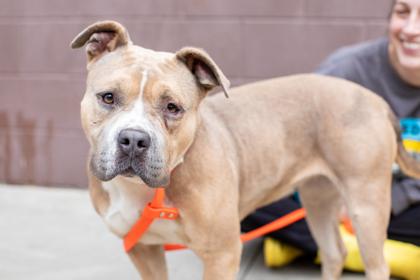 Enlarge Nyzilly - IN FOSTER, a Adoptable Mixed Breed in Chamblee, GA image 2/3