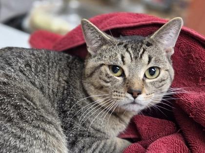 Mike, Adoptable, Young Male Domestic Short Hair & Domestic Short Hair.