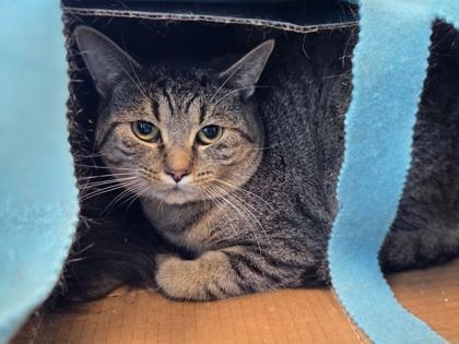 Mike, Adoptable, Young Male Domestic Short Hair & Domestic Short Hair.