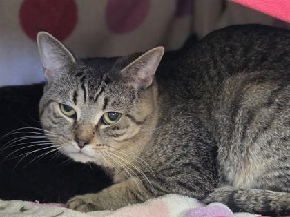 Enlarge Mike, a Adoptable mixed breed in Westland, MI image 2/2