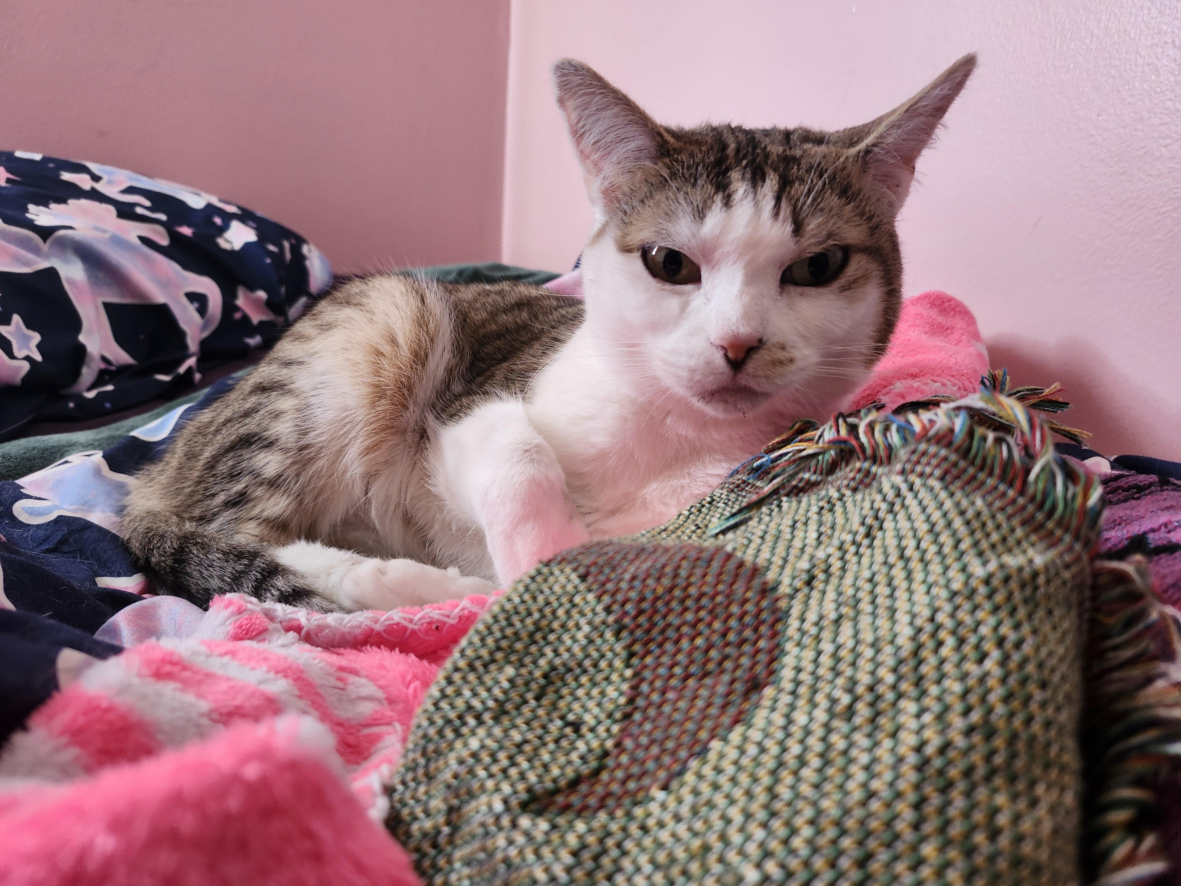 Enlarge Sunshine, a Adoptable Domestic Short Hair in Shippensburg , PA image 2/4
