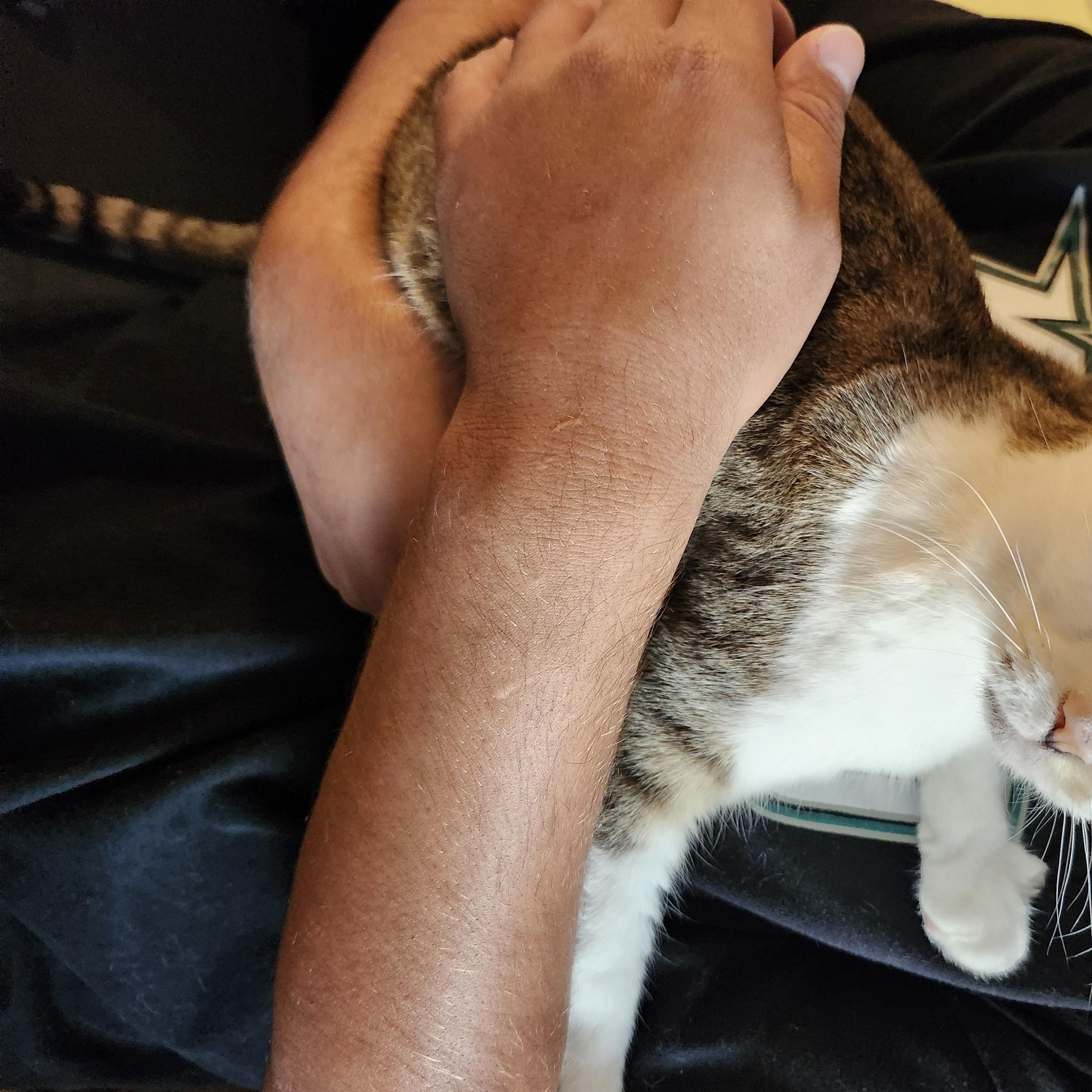 Enlarge Sunshine, a Adoptable Domestic Short Hair in Shippensburg , PA image 3/4