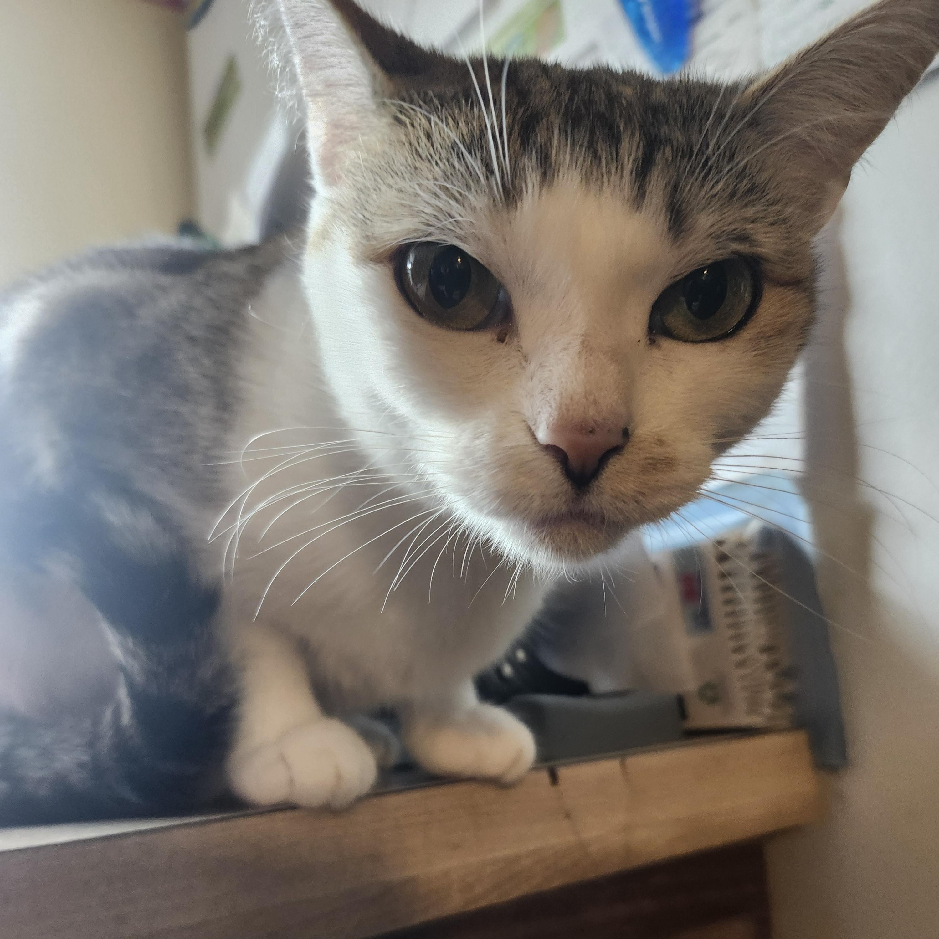 Enlarge Sunshine, a Adoptable Domestic Short Hair in Shippensburg , PA image 4/4