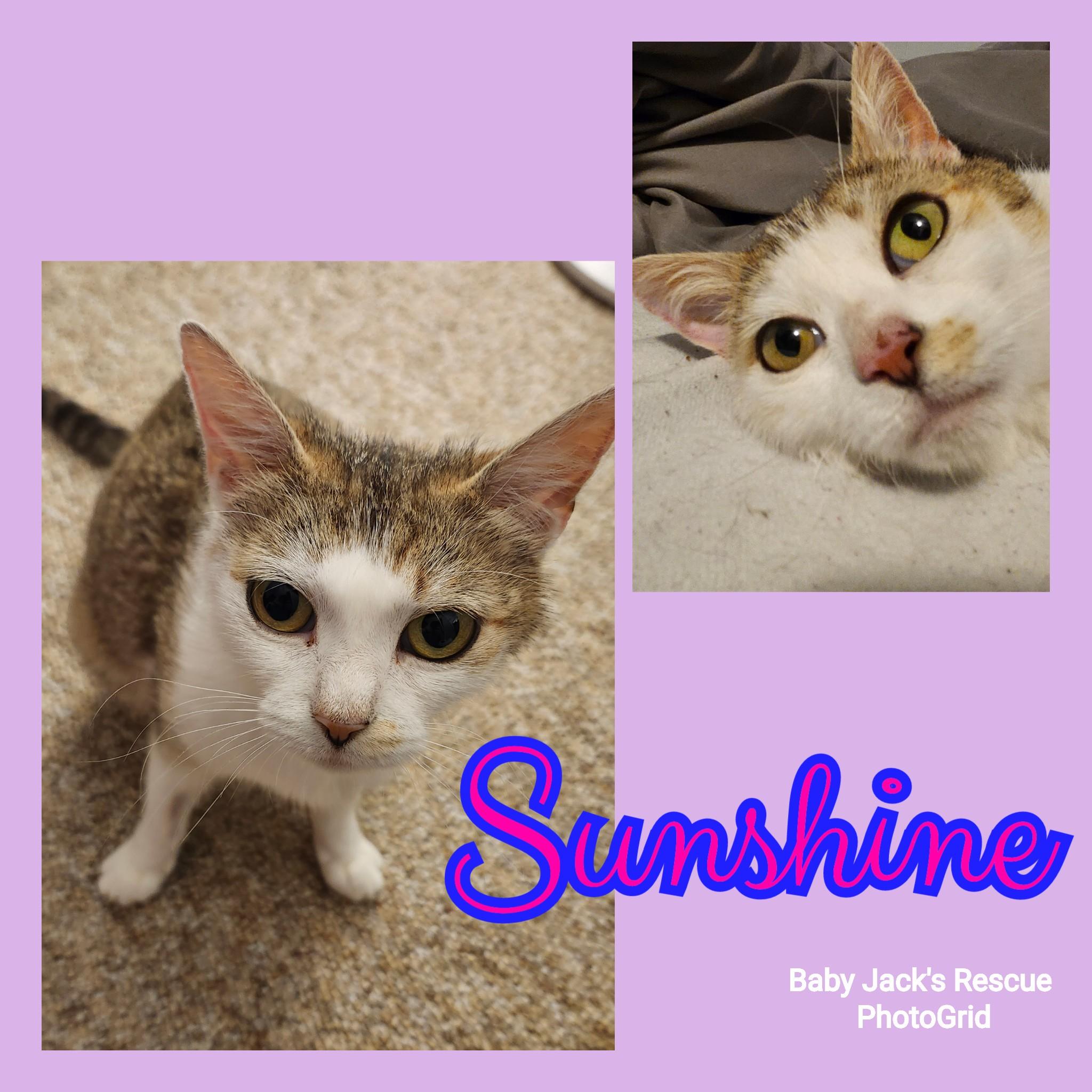 Sunshine, adoptable, Young Female Domestic Short Hair.