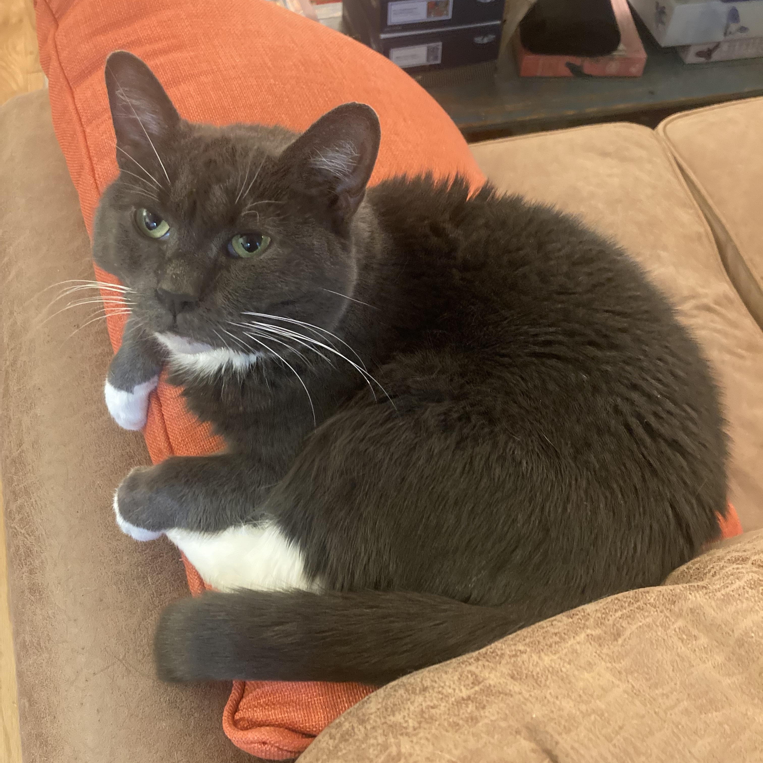 Enlarge Olympia, a Adoptable Domestic Short Hair in Westerly, RI image 1/5