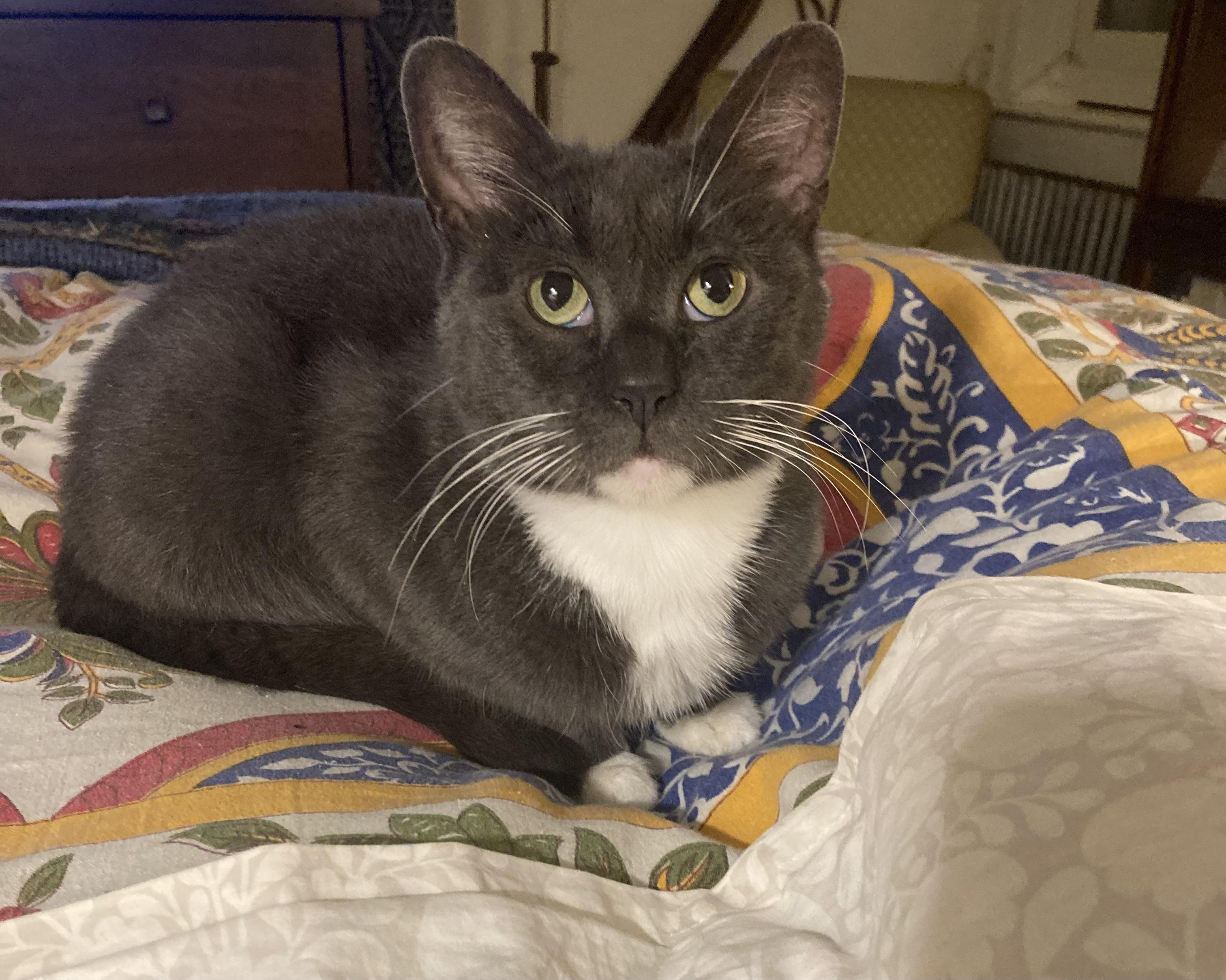 Enlarge Olympia, a Adoptable Domestic Short Hair in Westerly, RI image 2/5