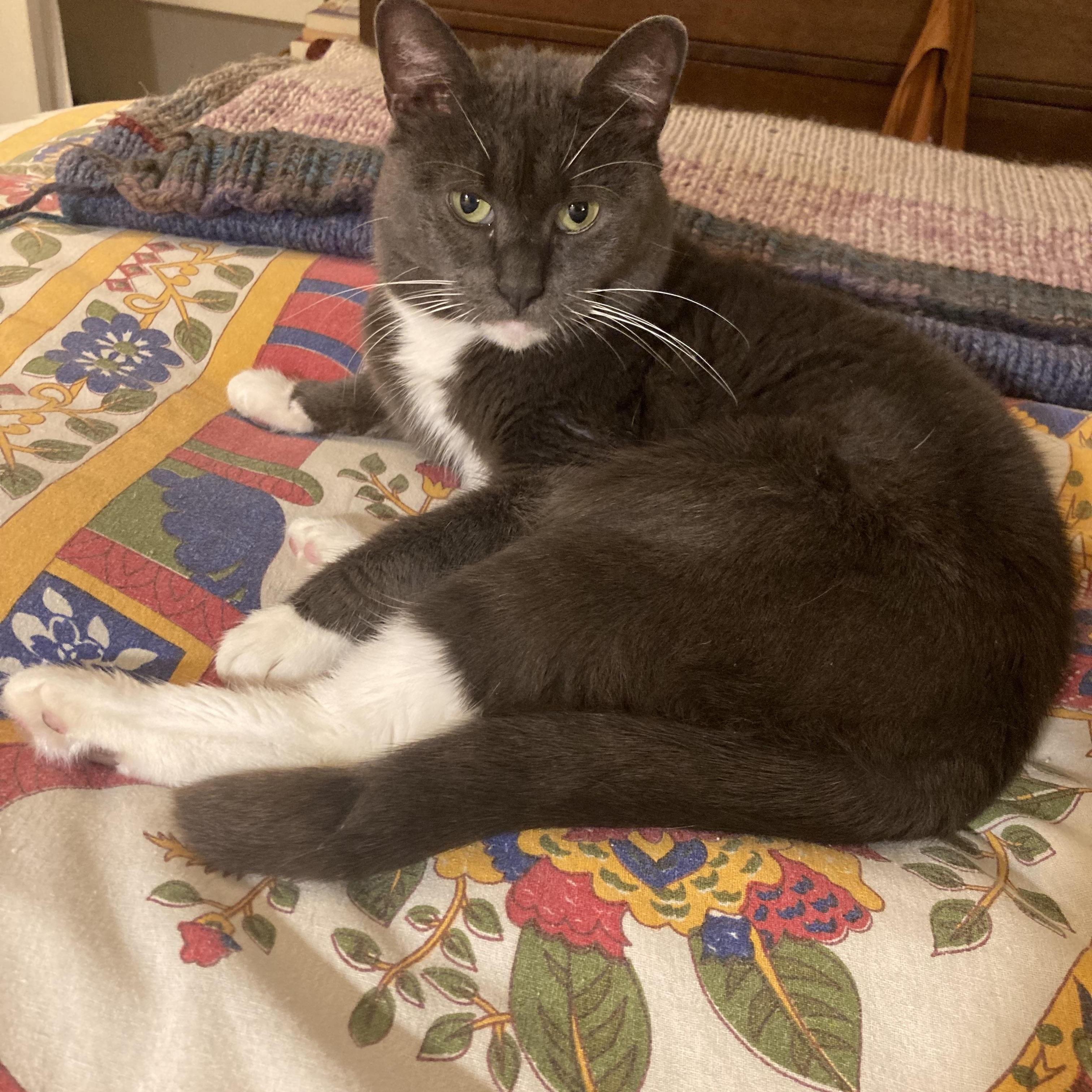 Enlarge Olympia, a Adoptable Domestic Short Hair in Westerly, RI image 3/5