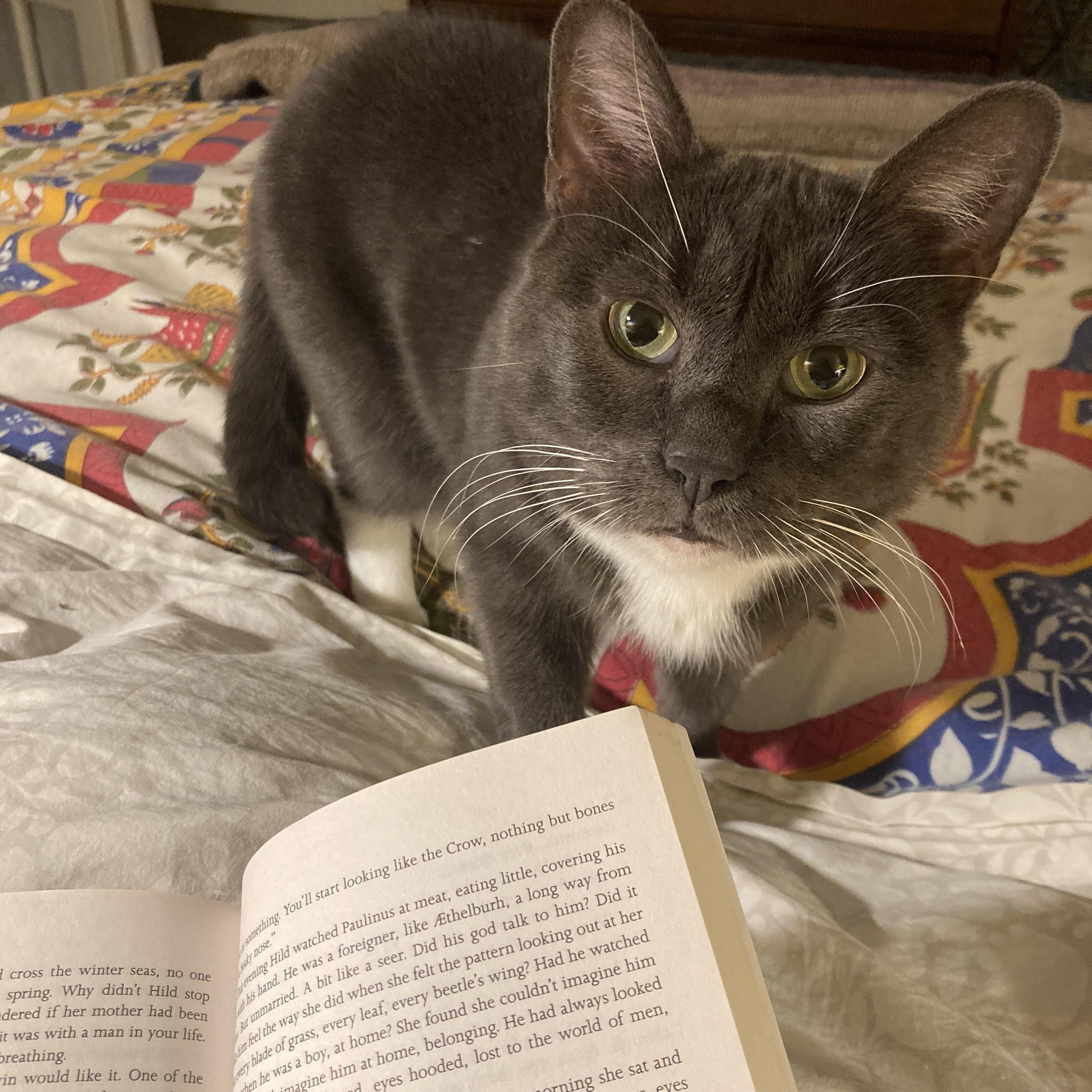 Enlarge Olympia, a Adoptable Domestic Short Hair in Westerly, RI image 4/5