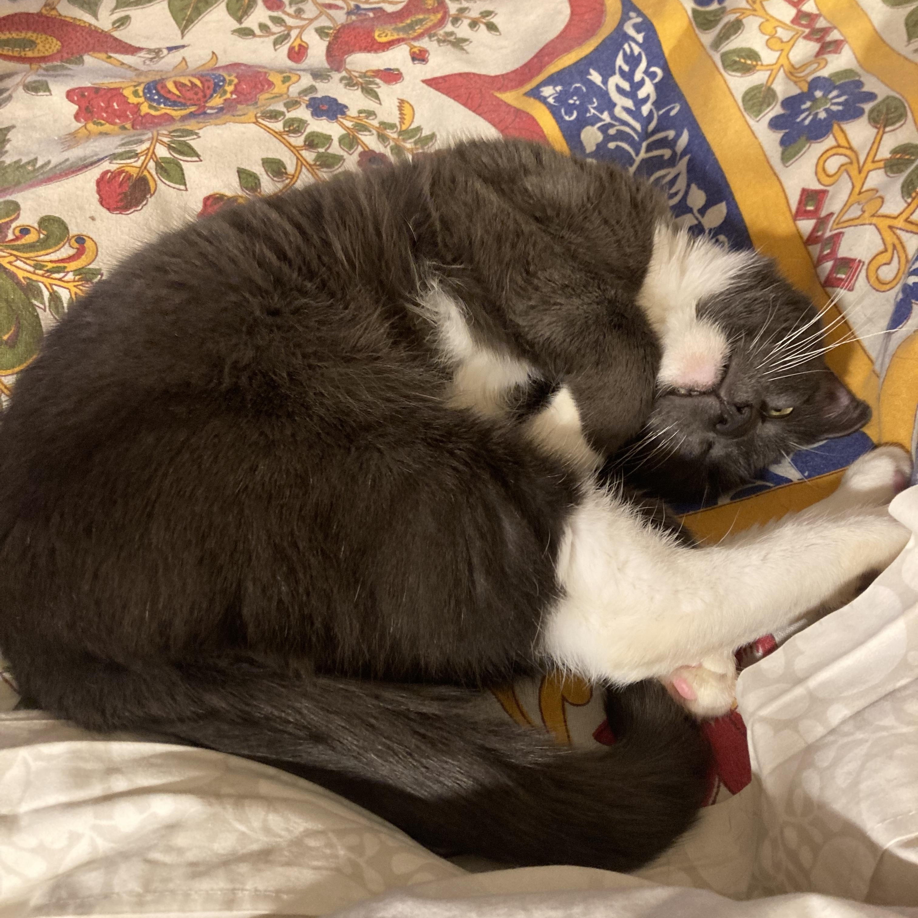 Enlarge Olympia, a Adoptable Domestic Short Hair in Westerly, RI image 5/5