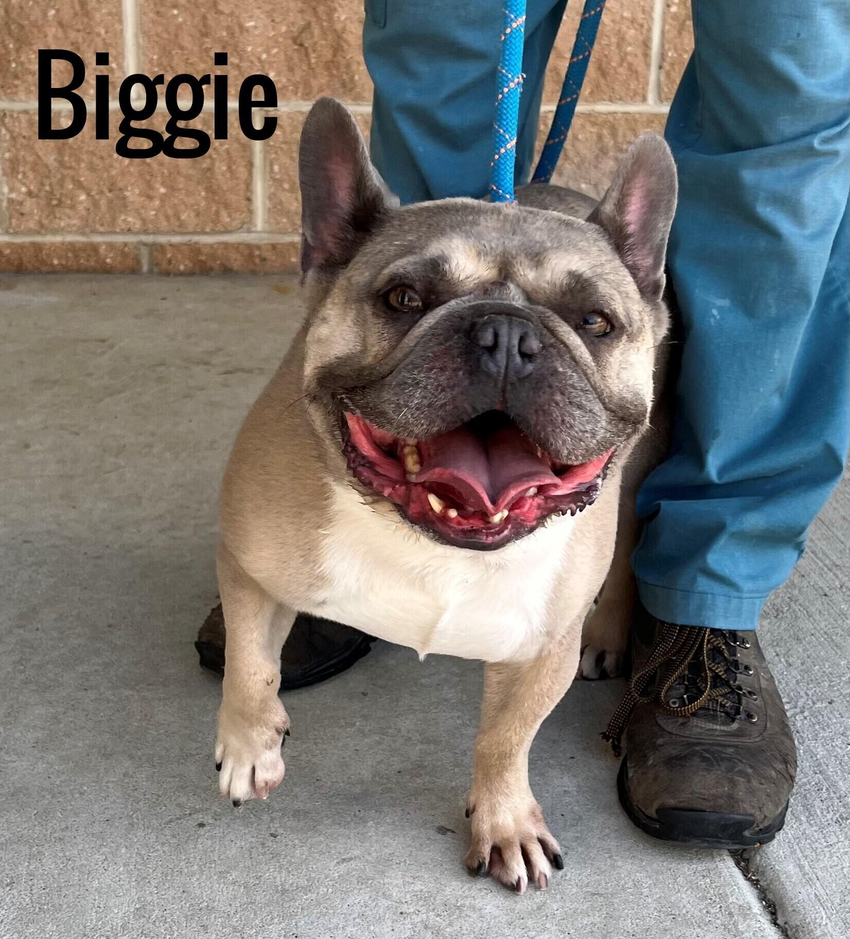 Biggie, Adopted, Adult Male French Bulldog.