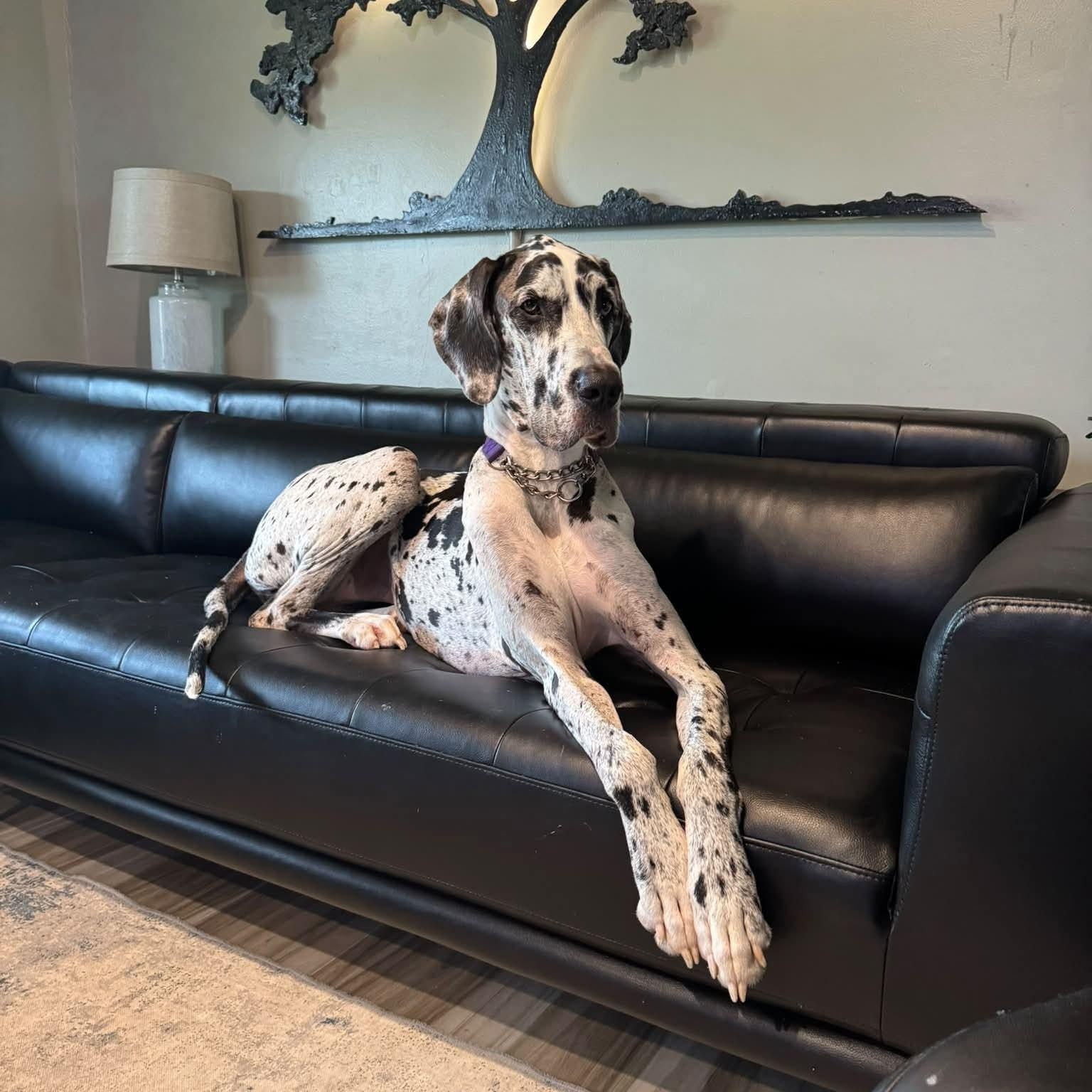 Rosie, Adoptable, Adult Female Great Dane.