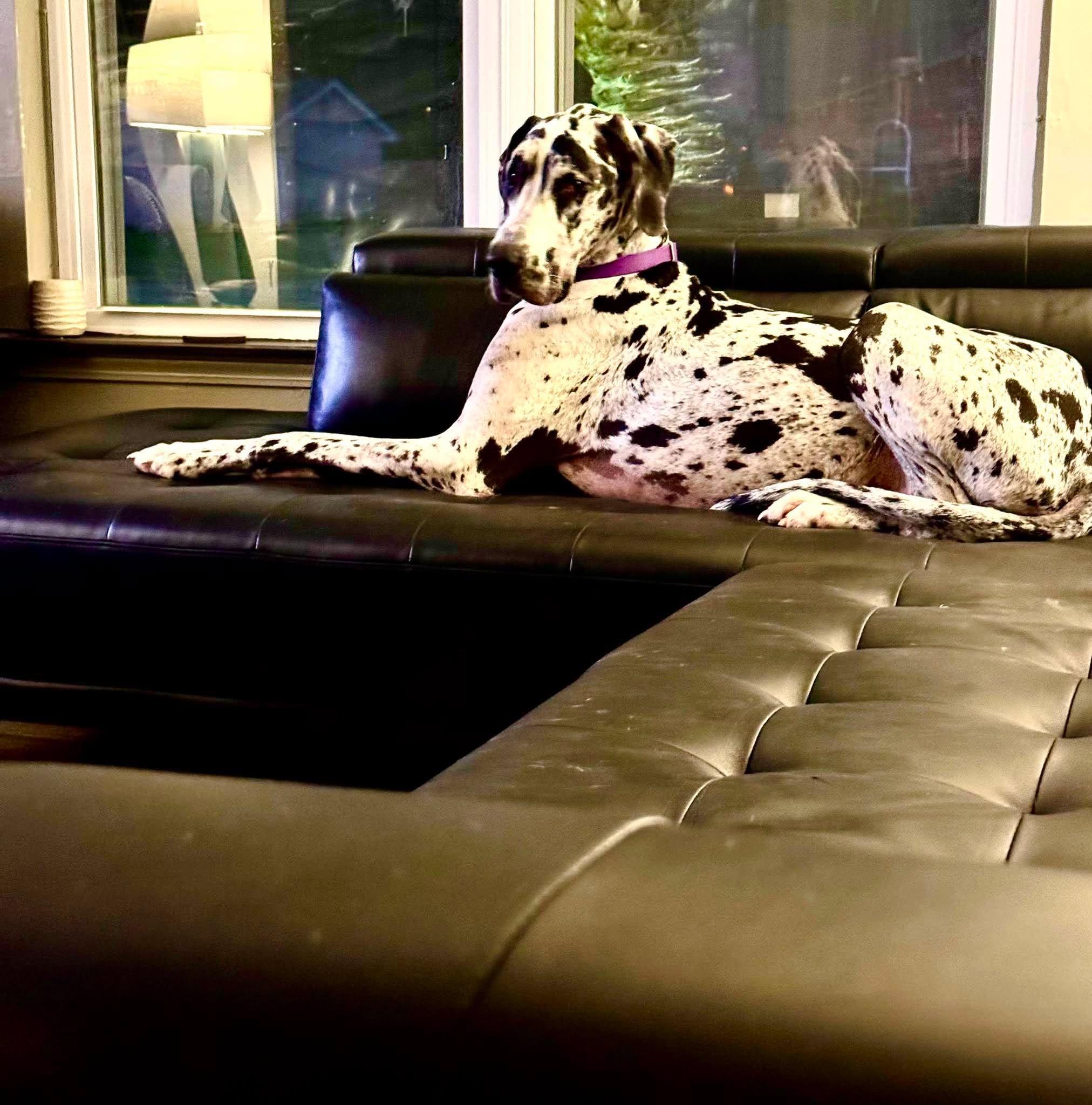 Enlarge Rosie, an adoptable Great Dane in Pensacola, FL image 3/6