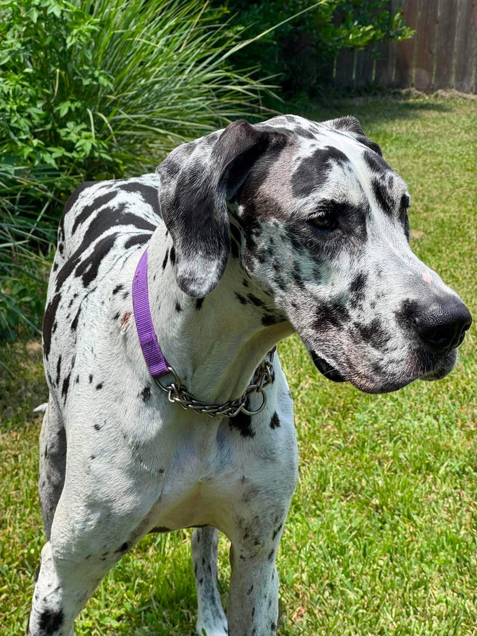 Rosie, adoptable, Adult Female Great Dane.