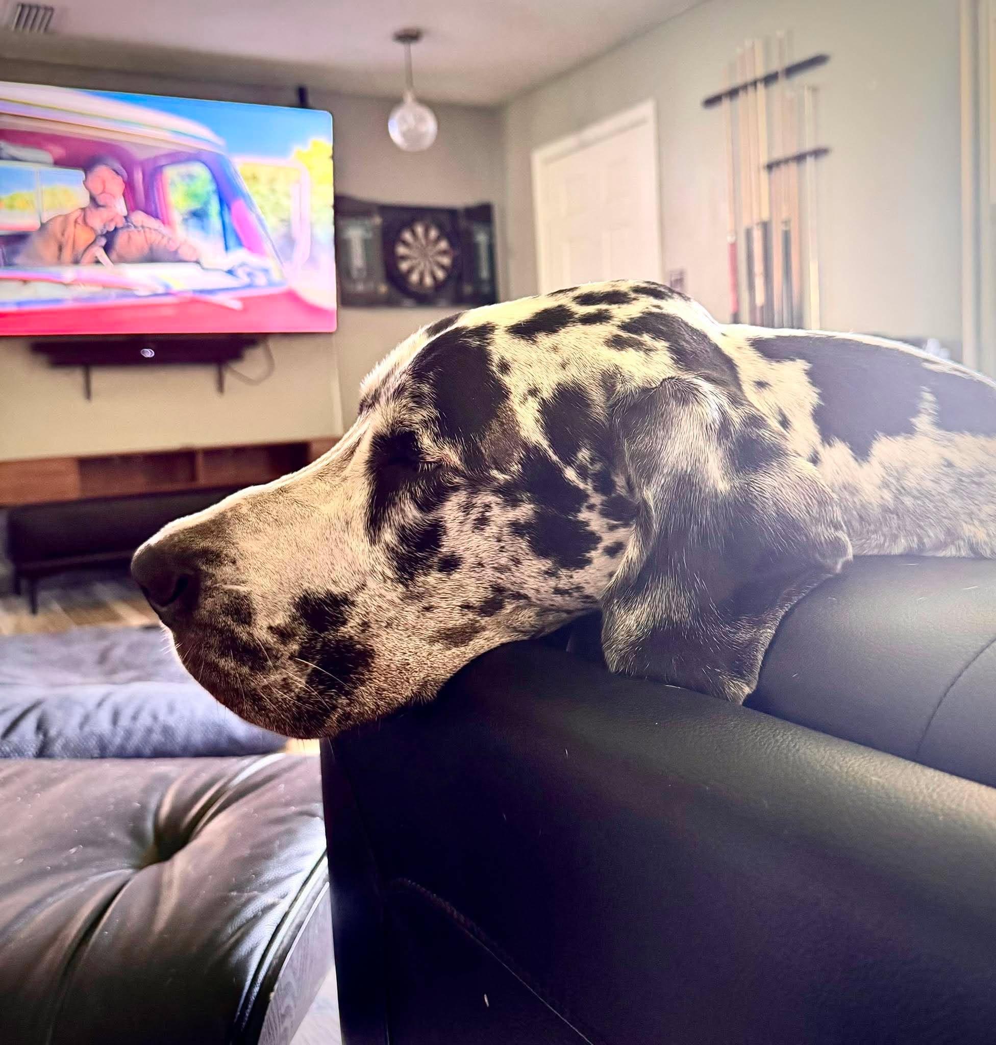 Enlarge Rosie, an adoptable Great Dane in Pensacola, FL image 5/6