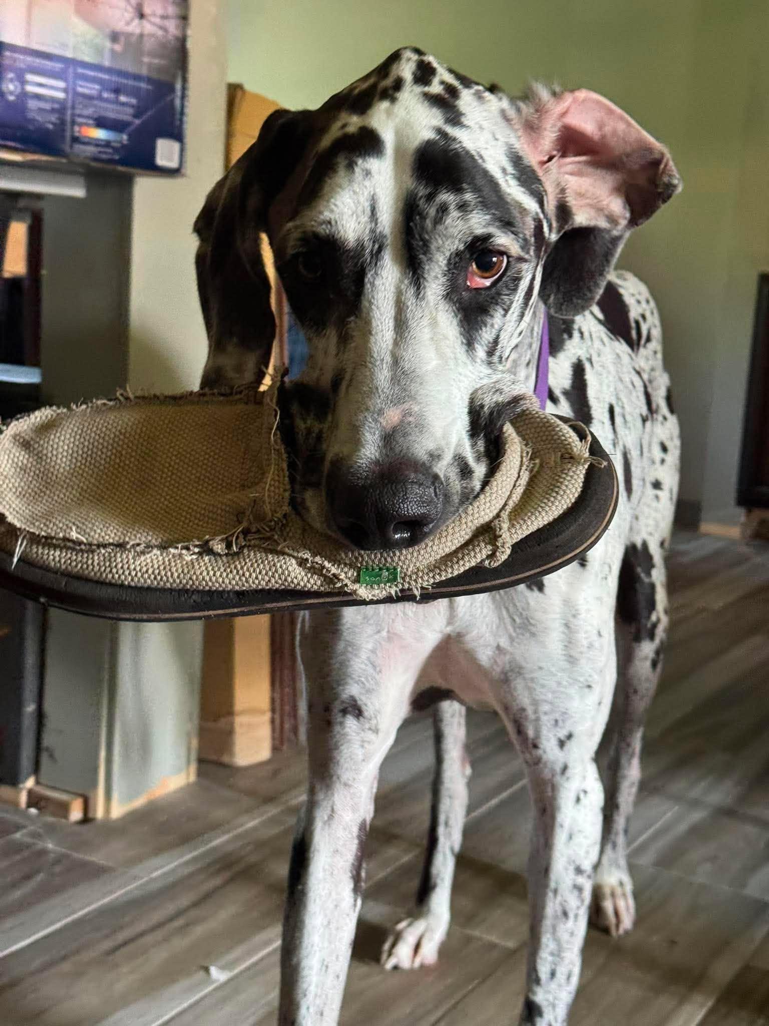 Enlarge Rosie, an adoptable Great Dane in Pensacola, FL image 2/6