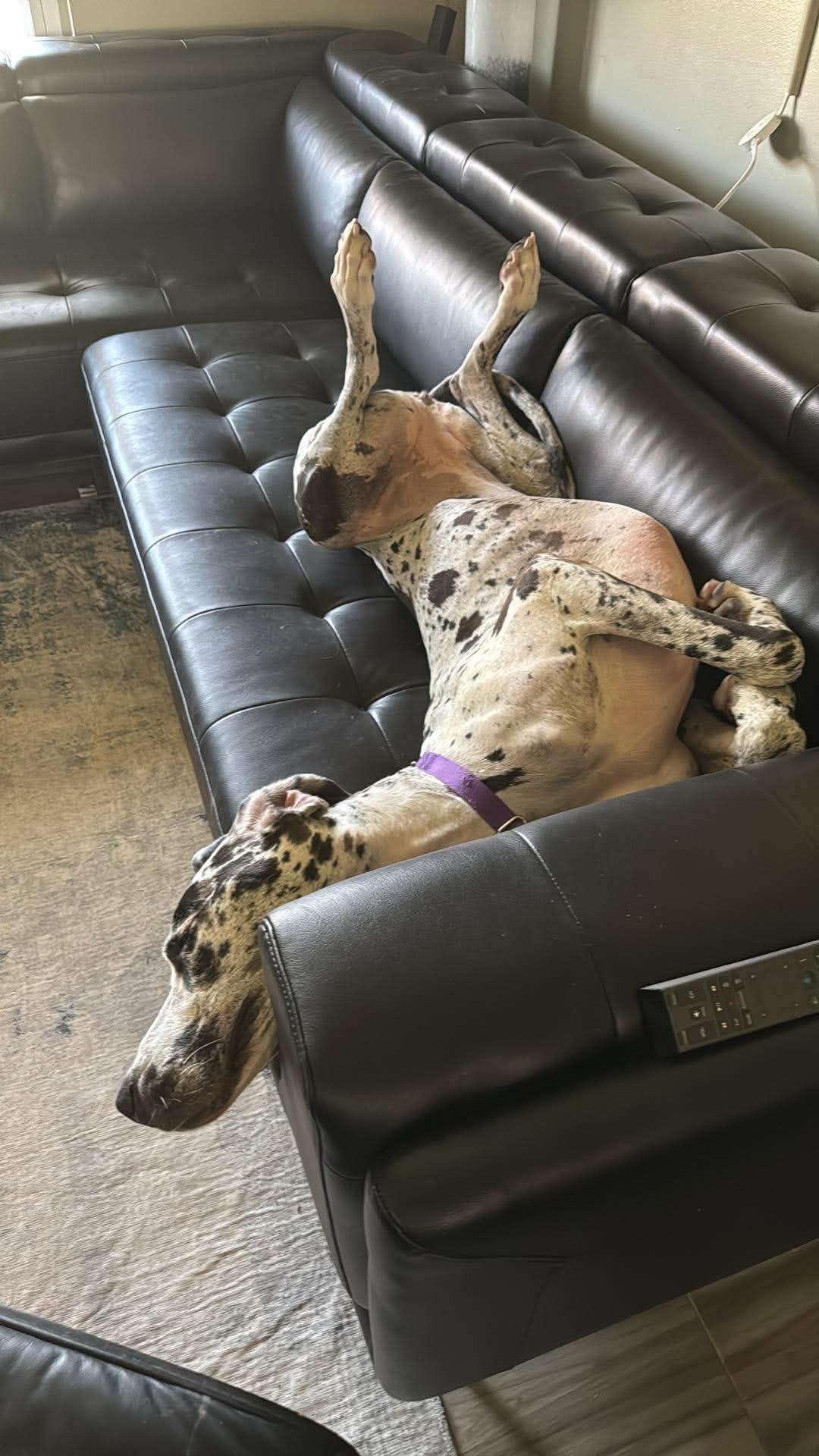 Enlarge Rosie, an adoptable Great Dane in Pensacola, FL image 4/6