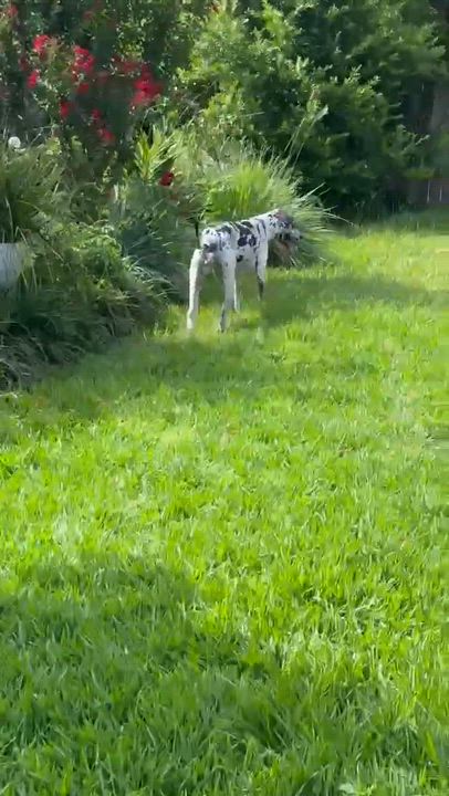 Enlarge Rosie, an adoptable Great Dane in Pensacola, FL video 6/6