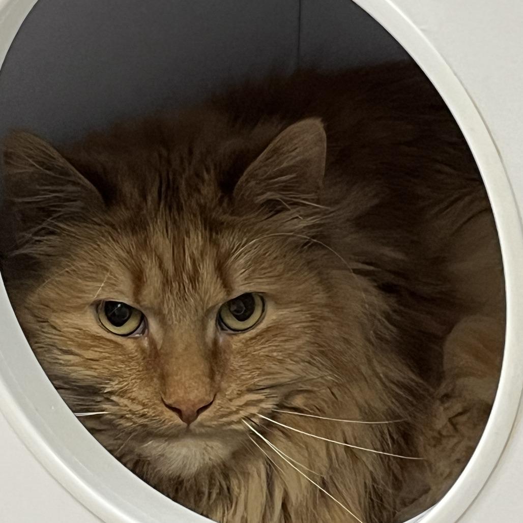 Peanut, Adoptable, Adult Male Domestic Long Hair.
