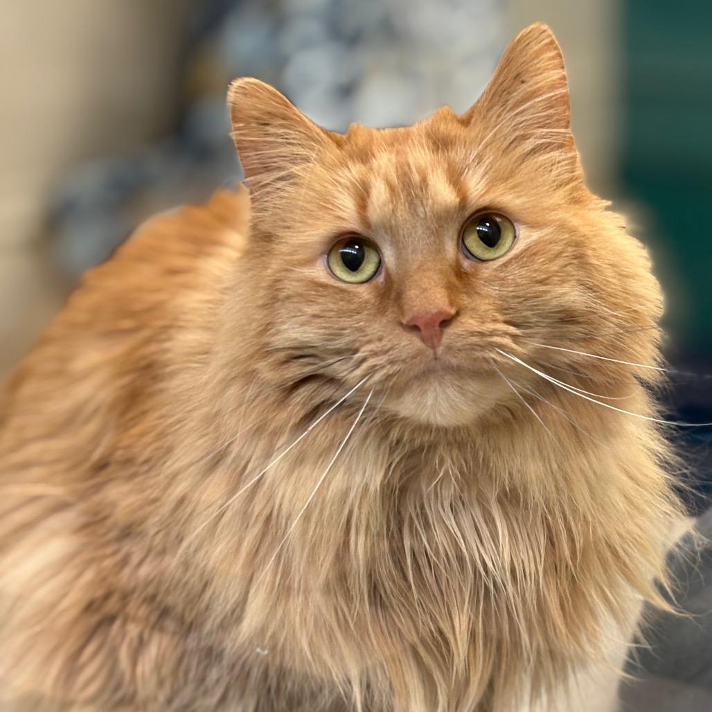 Peanut — thumbnail 3