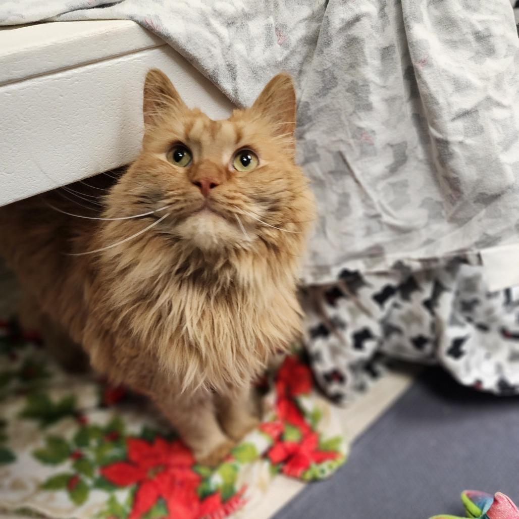 Peanut — thumbnail 4