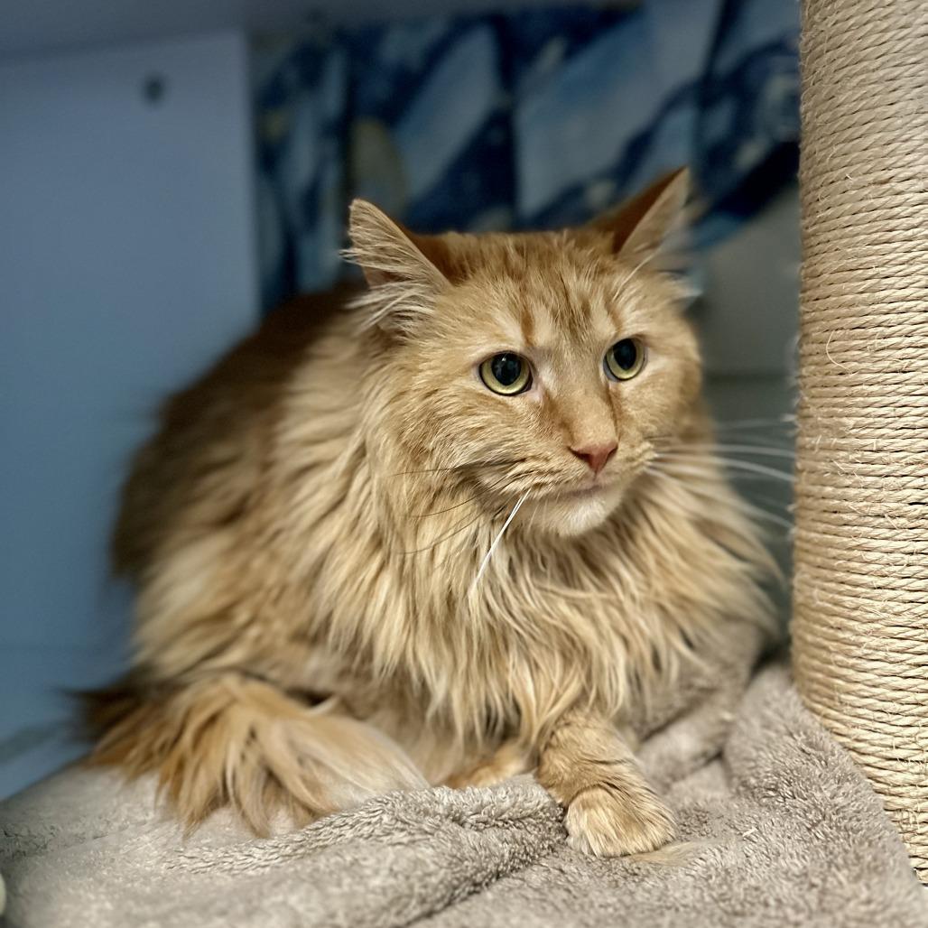 Peanut — thumbnail 5