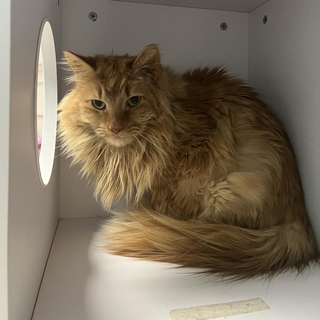 Peanut — thumbnail 6