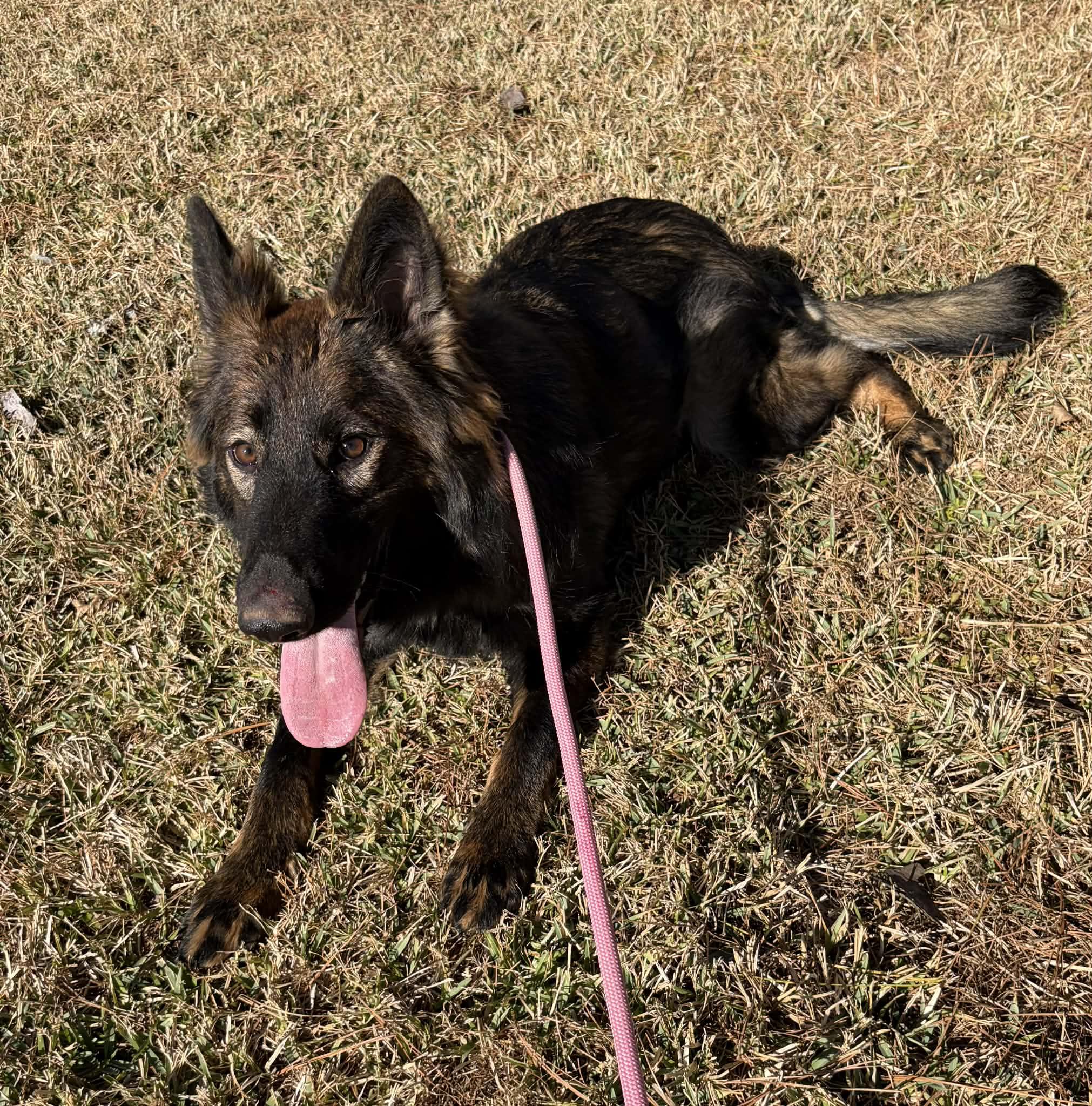 Enlarge Nye, a ADOPTABLE German Shepherd Dog in Glocester, RI image 2/5