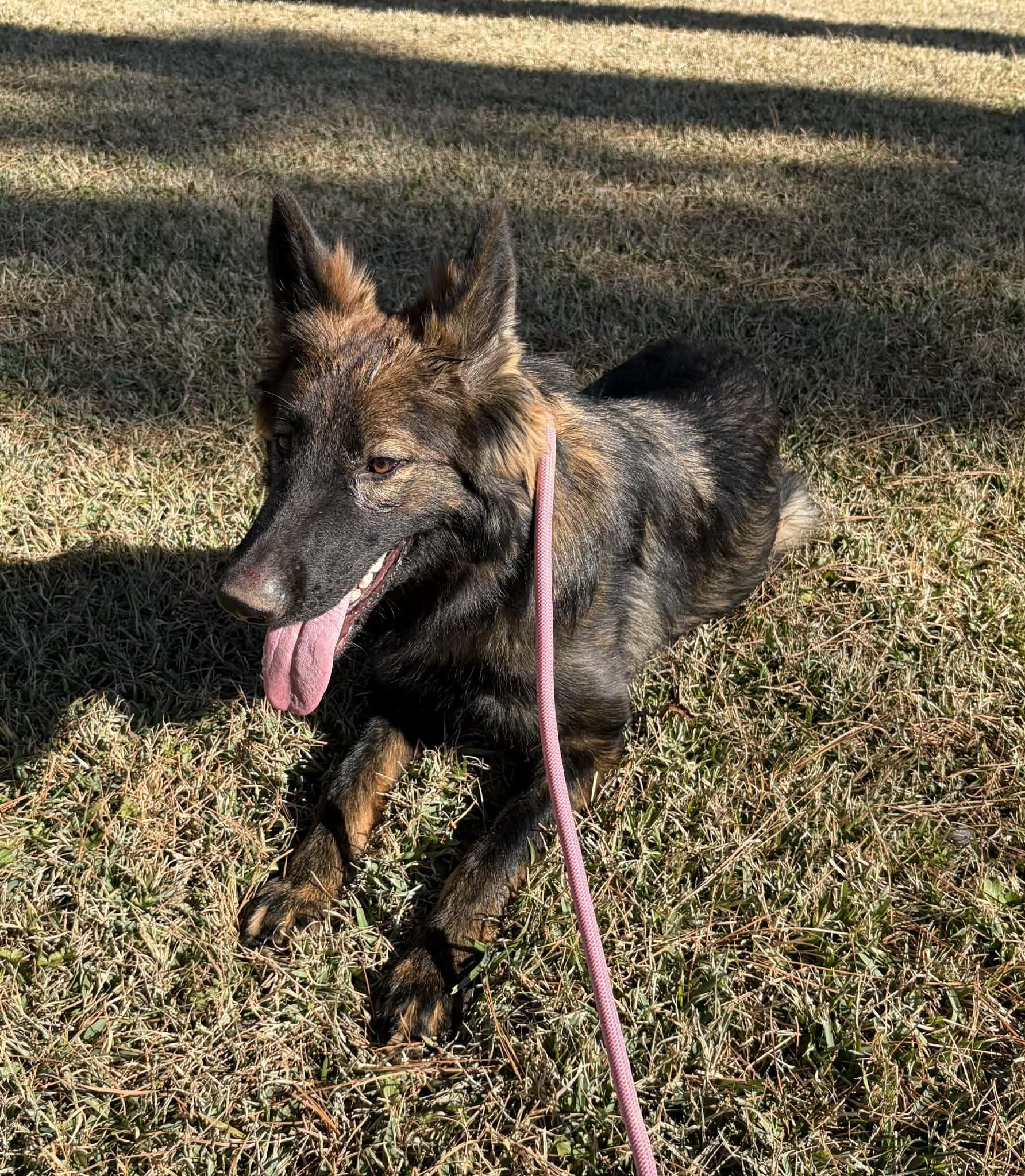 Enlarge Nye, a ADOPTABLE German Shepherd Dog in Glocester, RI image 4/5