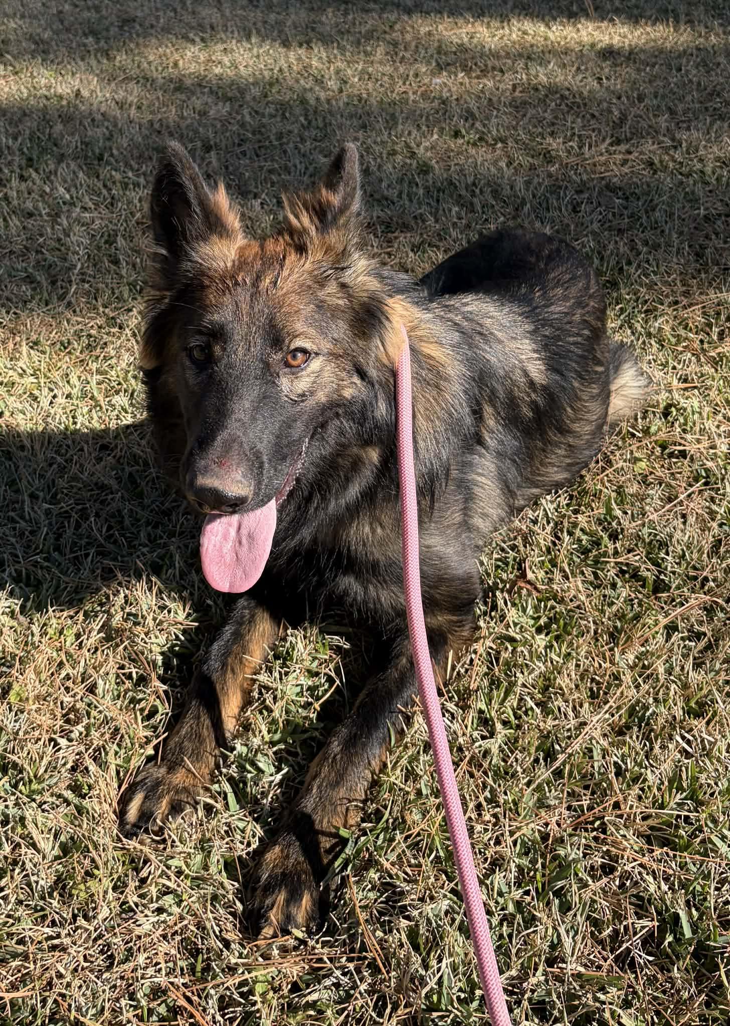 Enlarge Nye, a ADOPTABLE German Shepherd Dog in Glocester, RI image 3/5