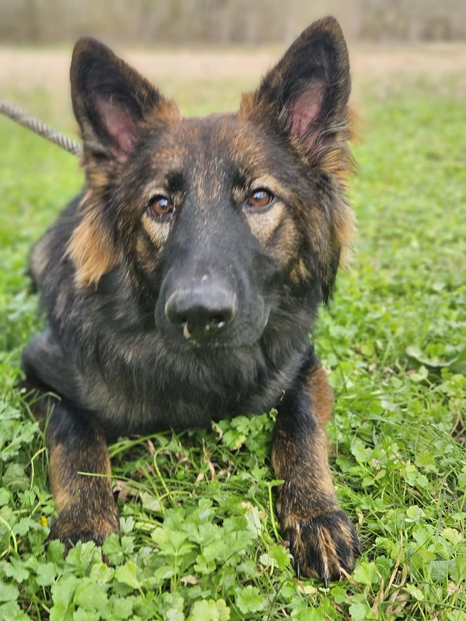 Nye, ADOPTABLE, Young Female German Shepherd Dog.