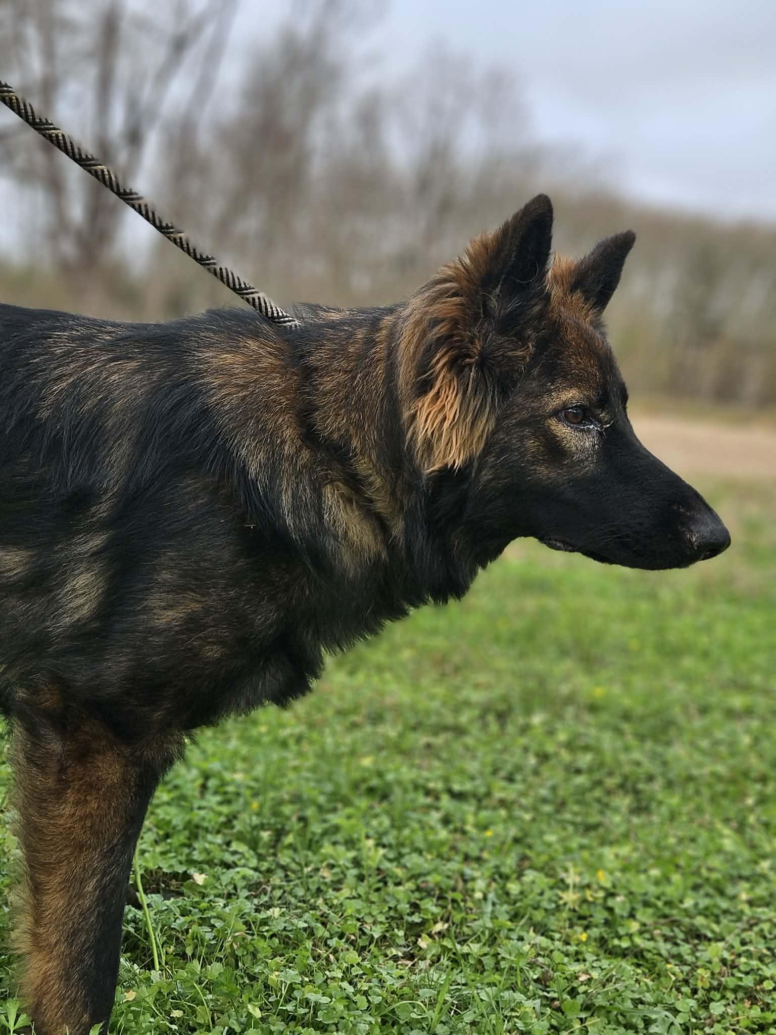 Enlarge Nye, a ADOPTABLE German Shepherd Dog in Glocester, RI image 5/5