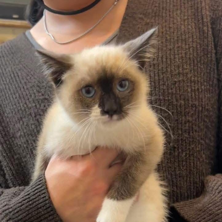 Albert, Adopted, Kitten Male Snowshoe & Siamese.