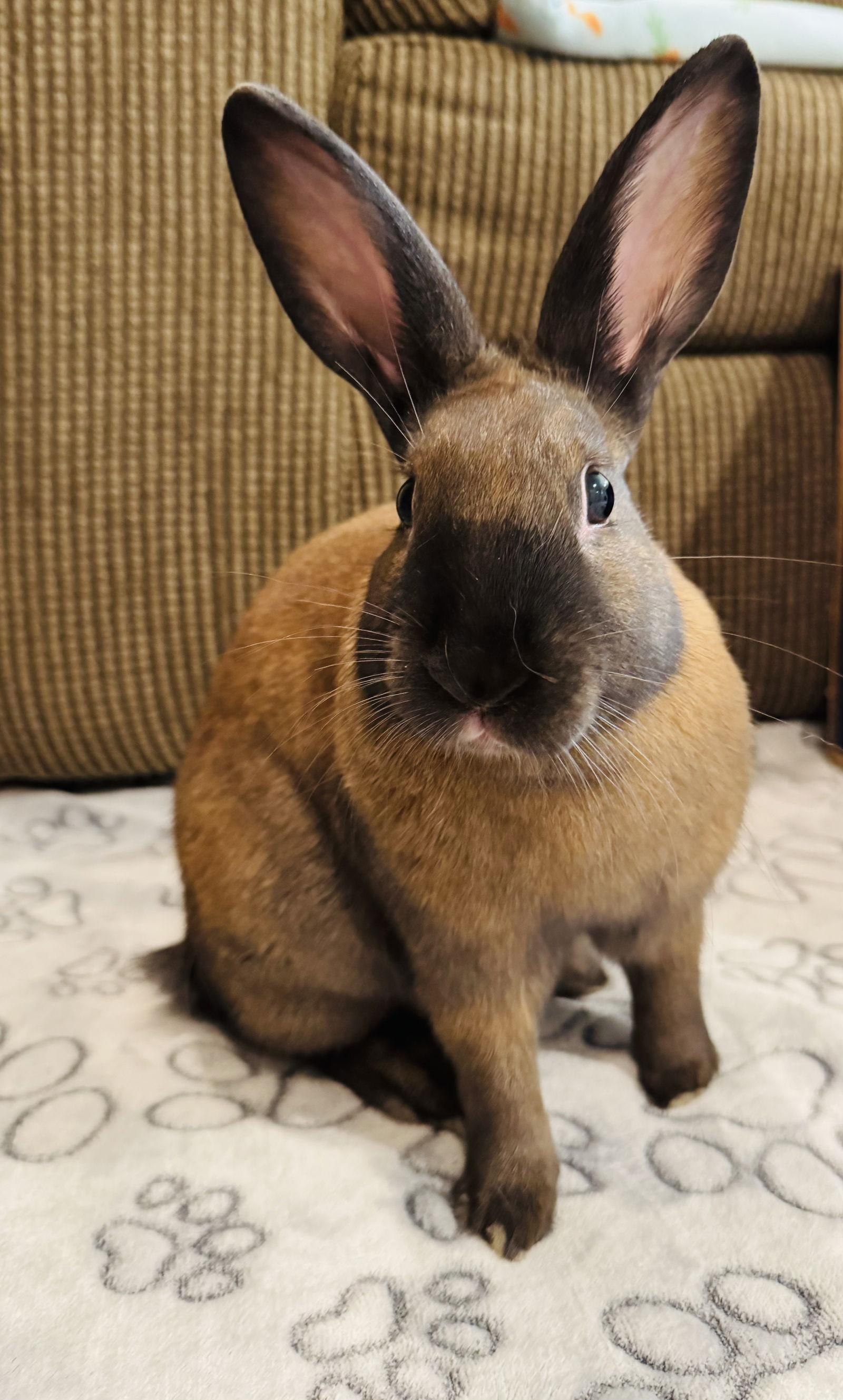 Enlarge Elliott, a Adoptable Cinnamon in Lakeville, MN image 1/3