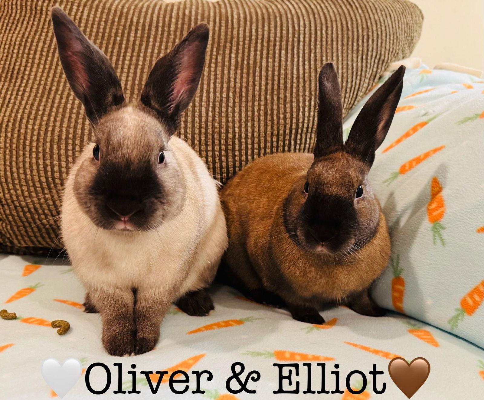 Enlarge Elliott, a Adoptable Cinnamon in Lakeville, MN image 2/3