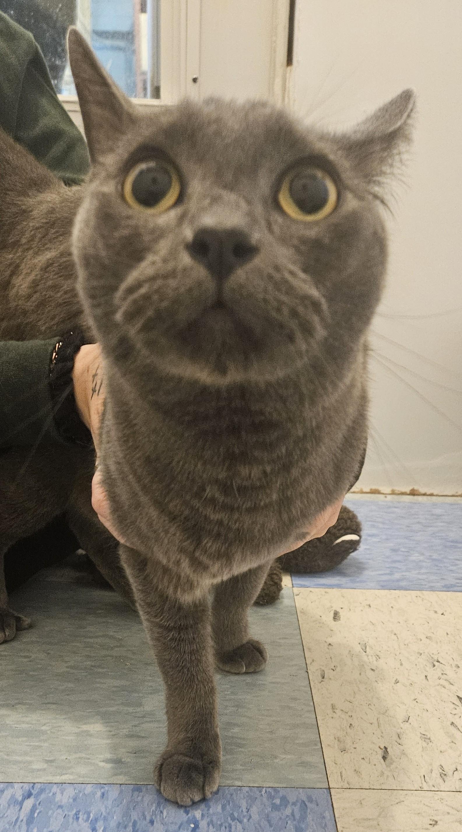 Enlarge Coalton, a Adoptable Domestic Medium Hair in Claremont, NH image 1/1