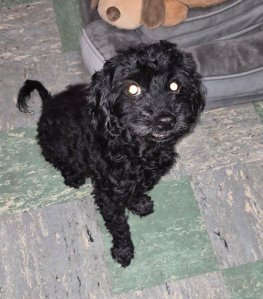 Enlarge Charlie PENDING ADOPTION, an adopted mixed breed in Bridgewater, NJ image 3/5