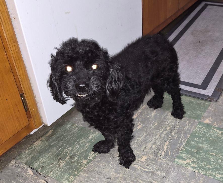 Enlarge Charlie PENDING ADOPTION, an adopted mixed breed in Bridgewater, NJ image 2/5