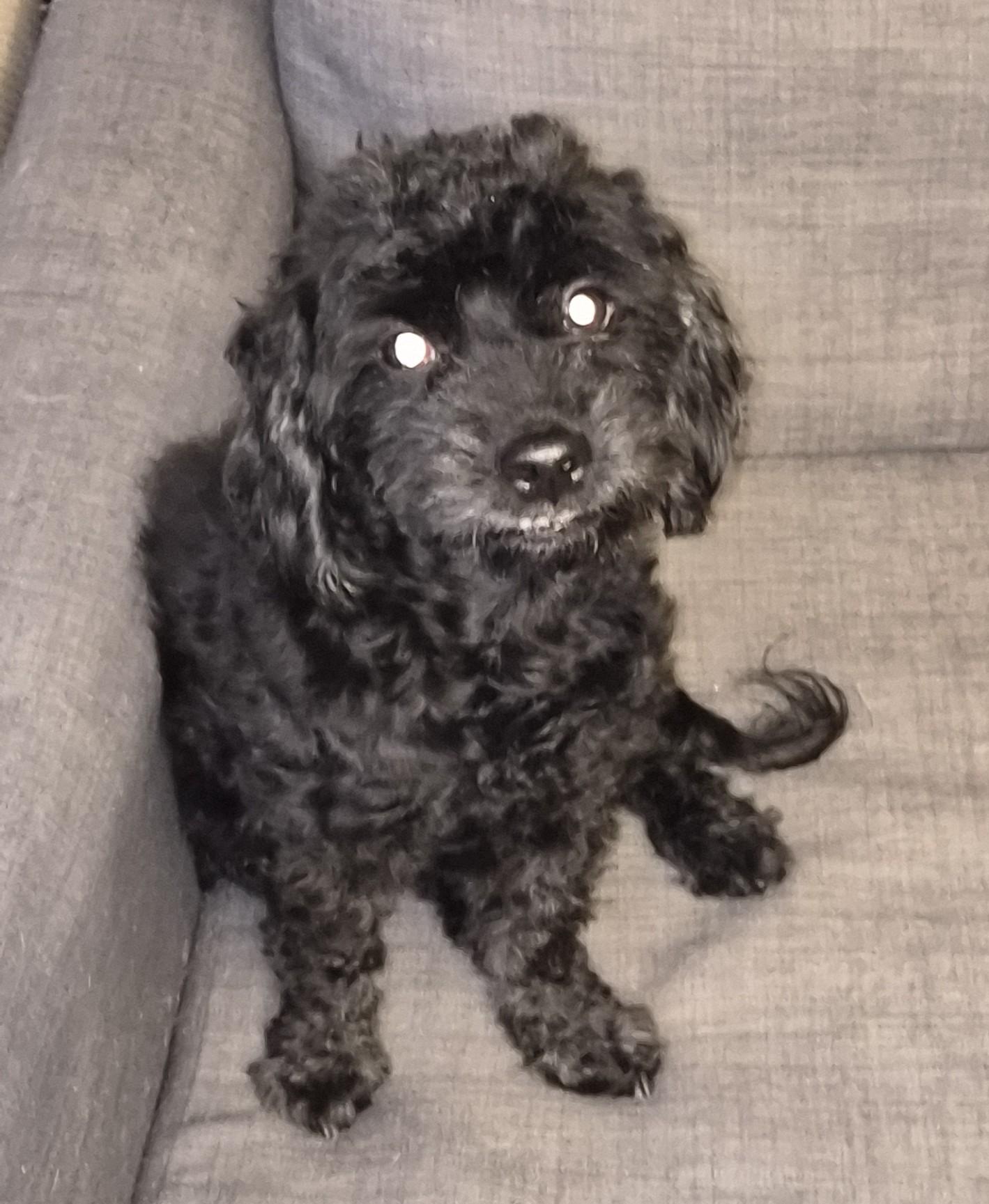 Charlie PENDING ADOPTION, adopted, Adult Male Miniature Poodle.