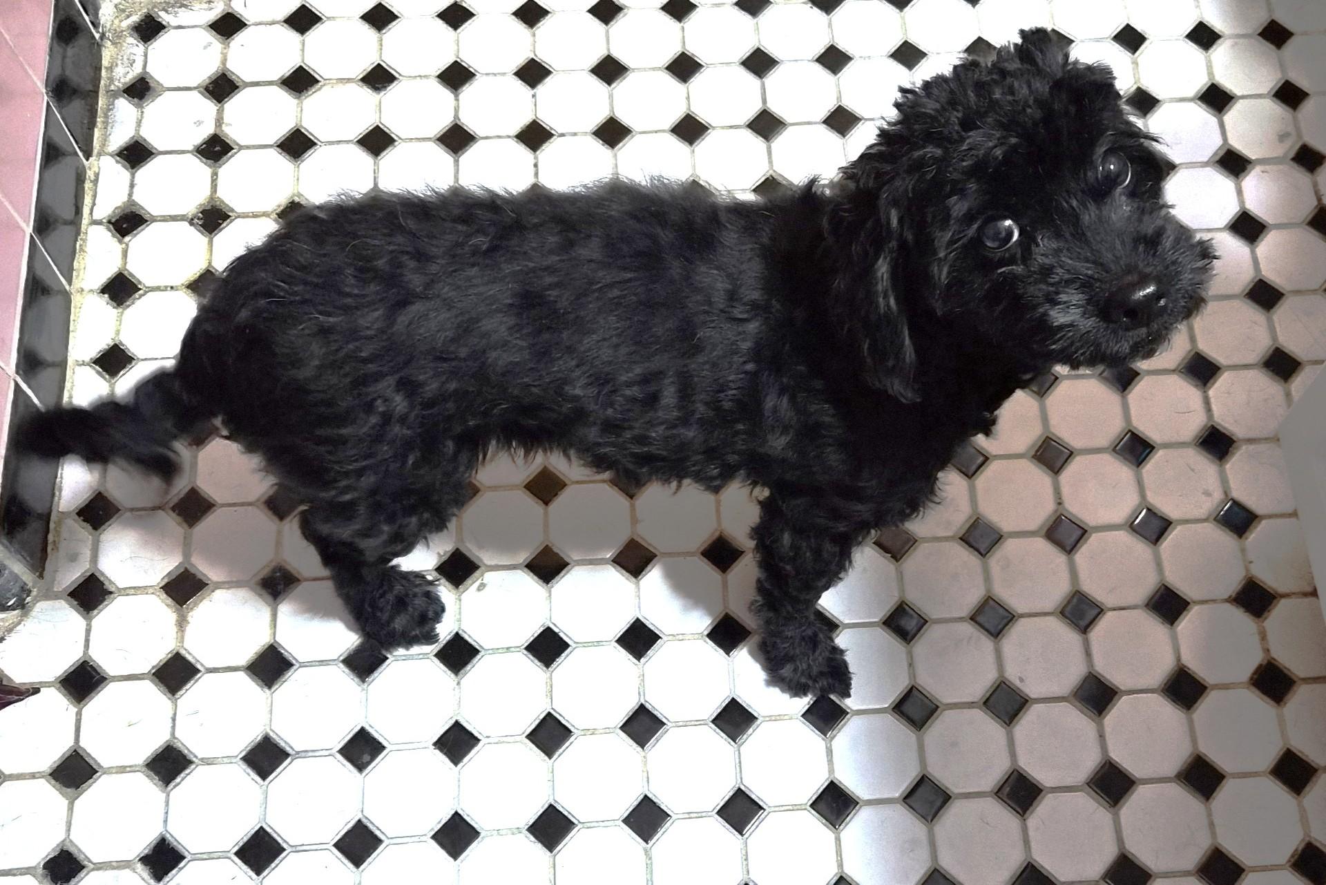 Enlarge Charlie PENDING ADOPTION, an adopted mixed breed in Bridgewater, NJ image 4/5