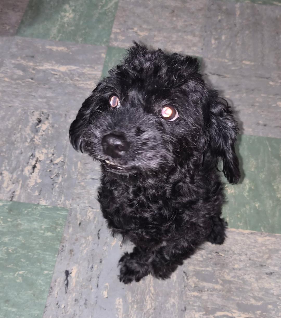 Enlarge Charlie PENDING ADOPTION, an adopted mixed breed in Bridgewater, NJ image 5/5