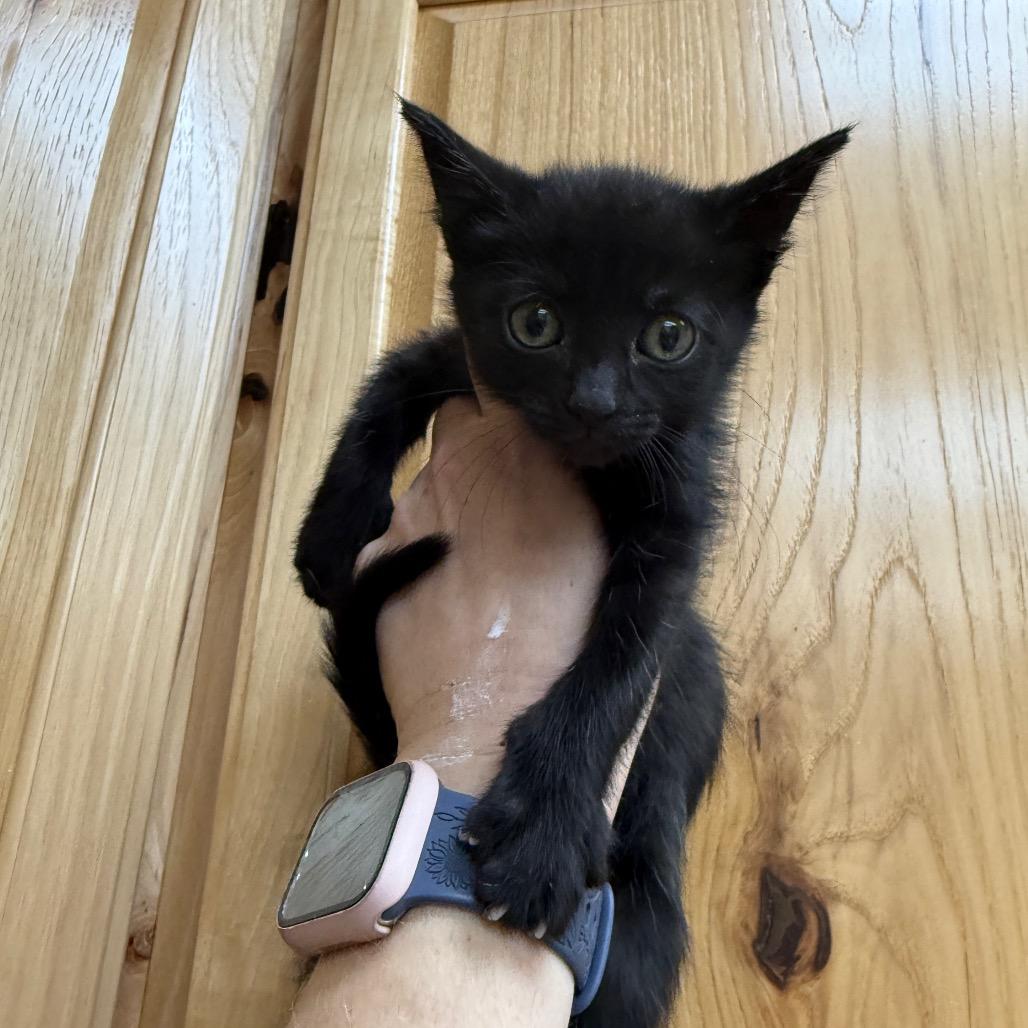 Wednesday, Adoptable, Kitten Female Domestic Long Hair & American Shorthair.