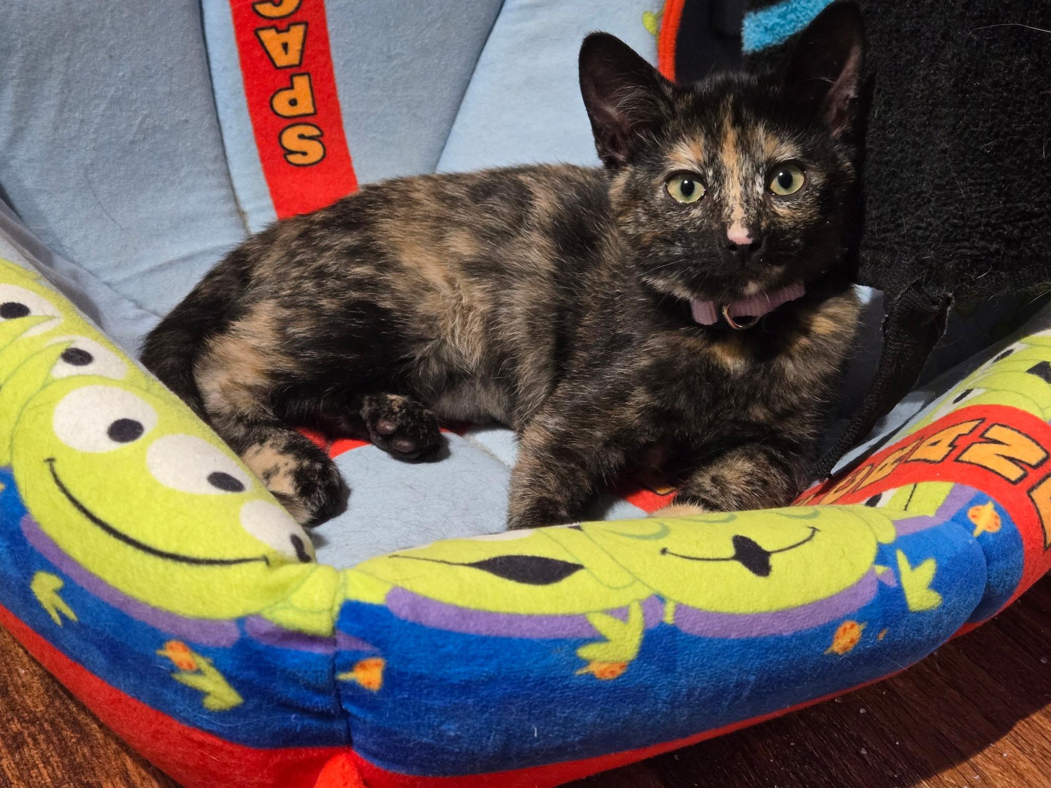 Enlarge Talia, a ADOPTABLE Domestic Short Hair in Tuttle, OK image 1/2