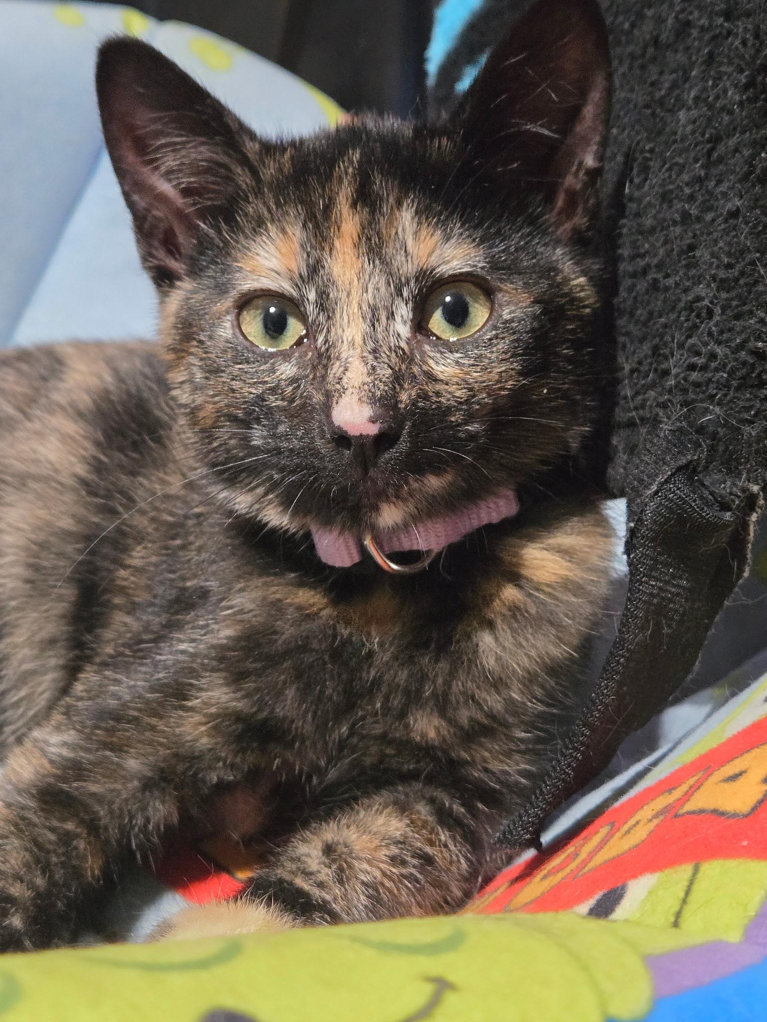 Enlarge Talia, a ADOPTABLE Domestic Short Hair in Tuttle, OK image 2/2