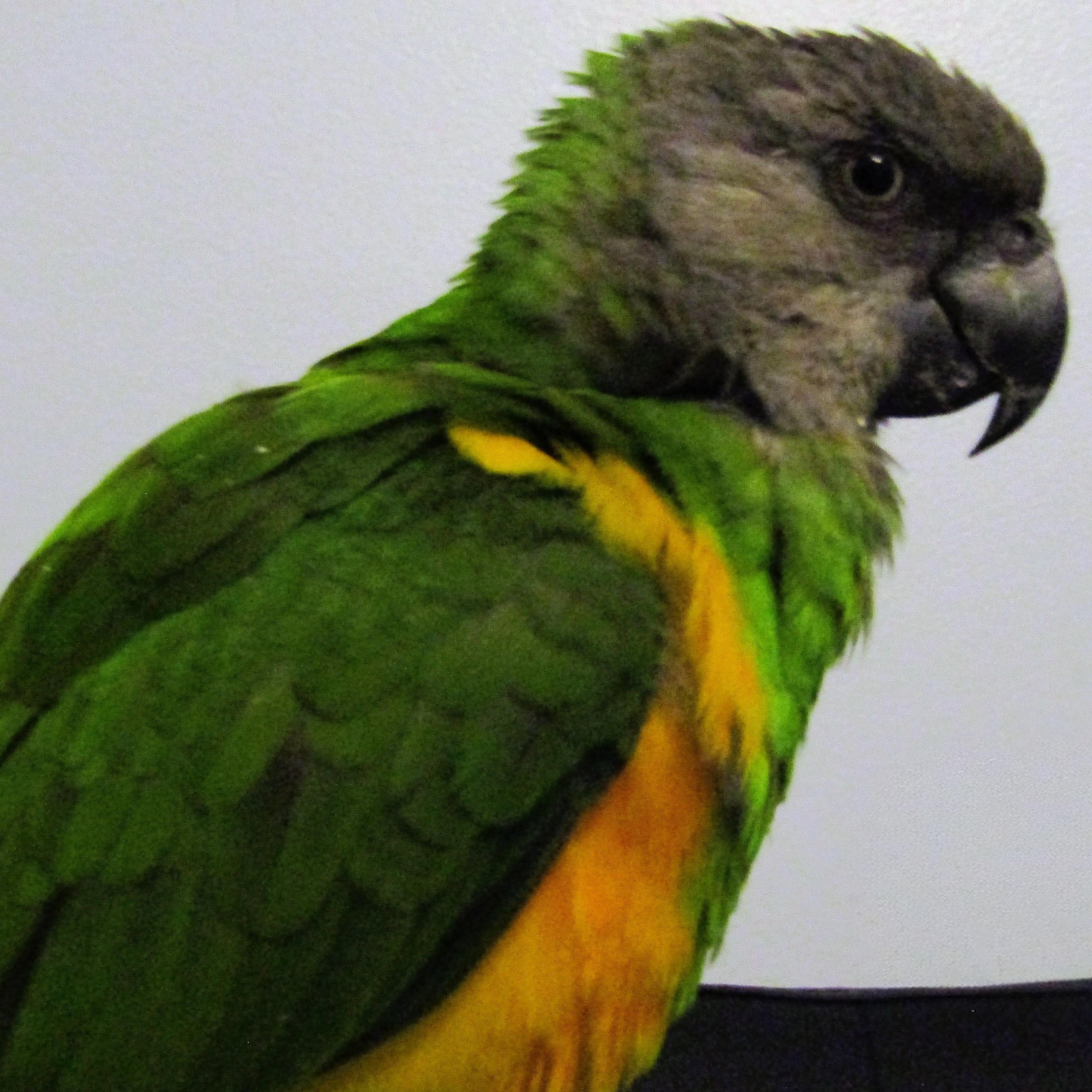 Lana, Adopted, Young Unknown Poicephalus / Senegal.