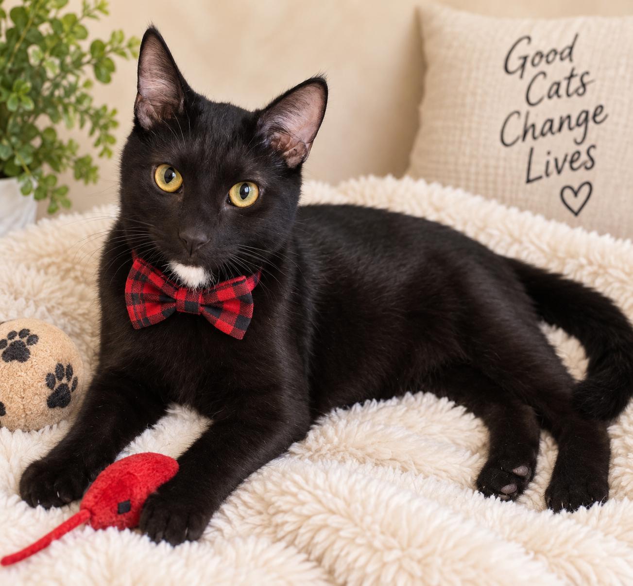 Enlarge Lando, a Adoptable mixed breed in Mount Laurel, NJ image 1/2