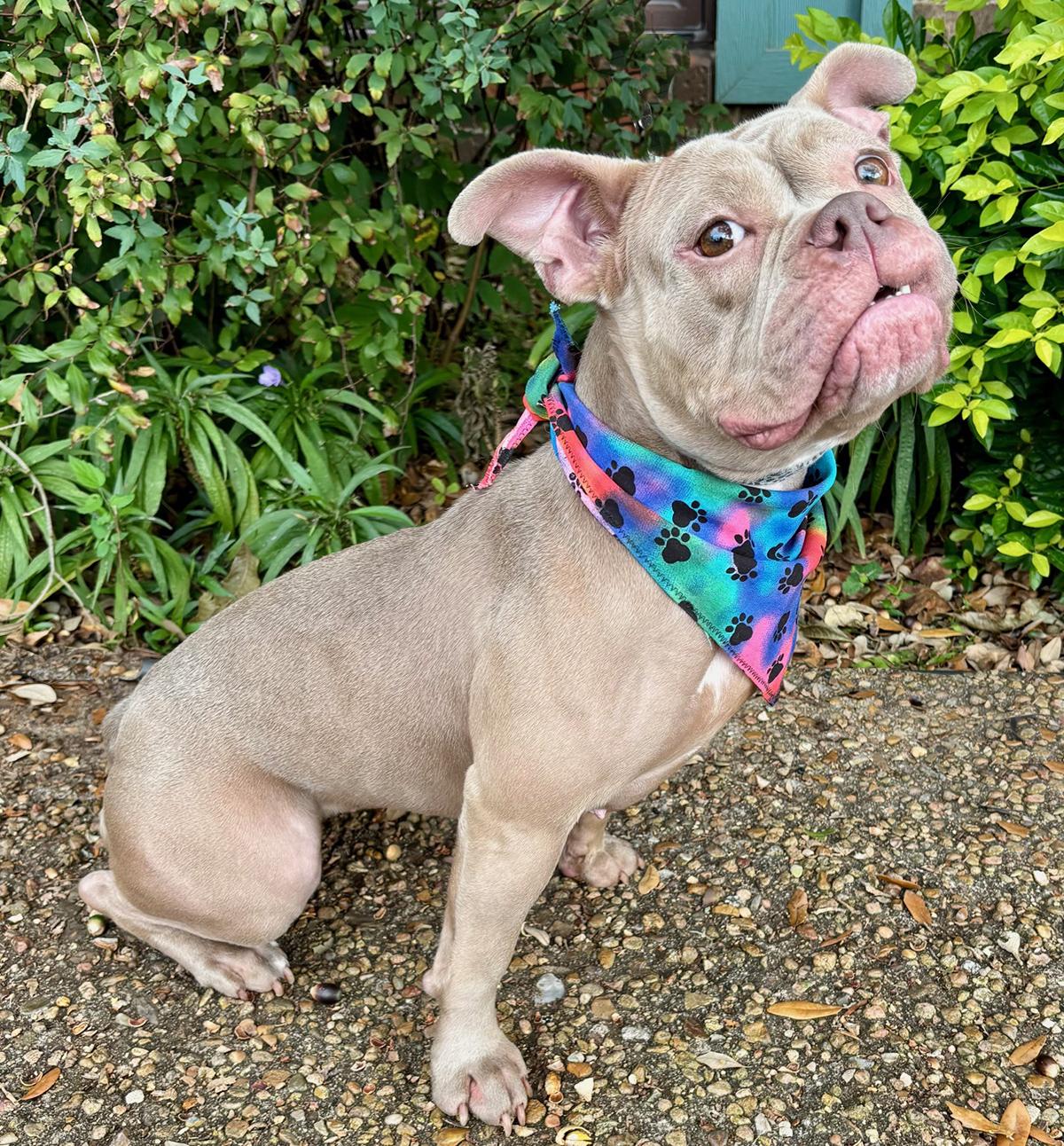 Sadie  Sweet Girl! thumbnail 2