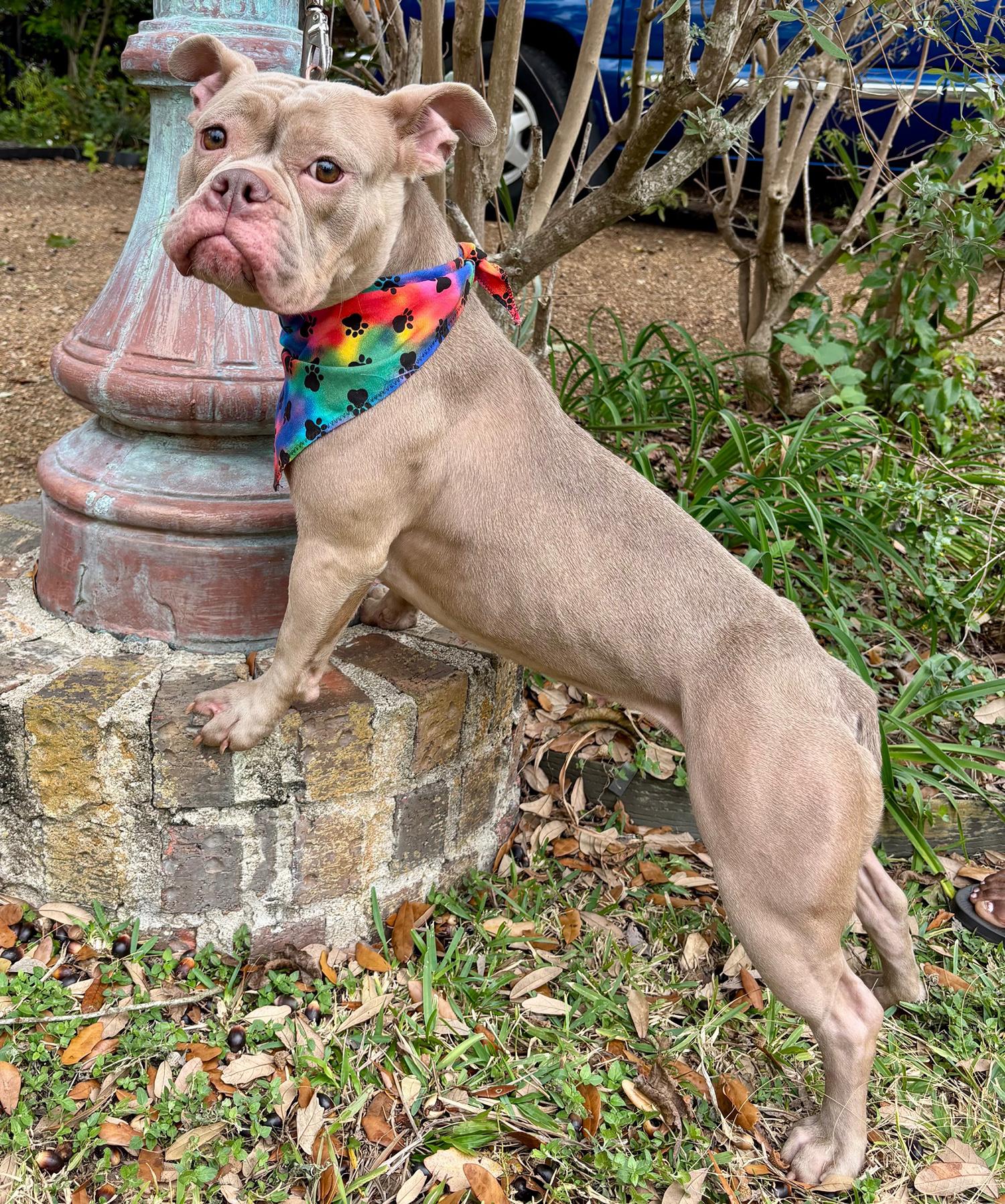 SADIE - SWEET GIRL!, a Adoptable mixed breed in Boston, MA image 5/5